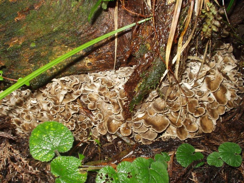 草津Spur In Naeba别墅 外观 照片